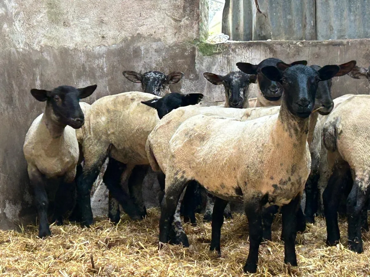 Selection of hoggets - Image 4