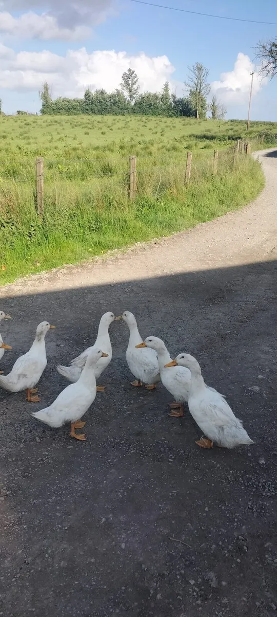 Young ducks and goslings - Image 1