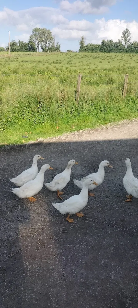 Young ducks and goslings - Image 2