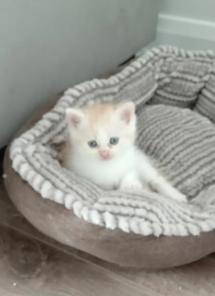 Half Persian Kittens - Image 2