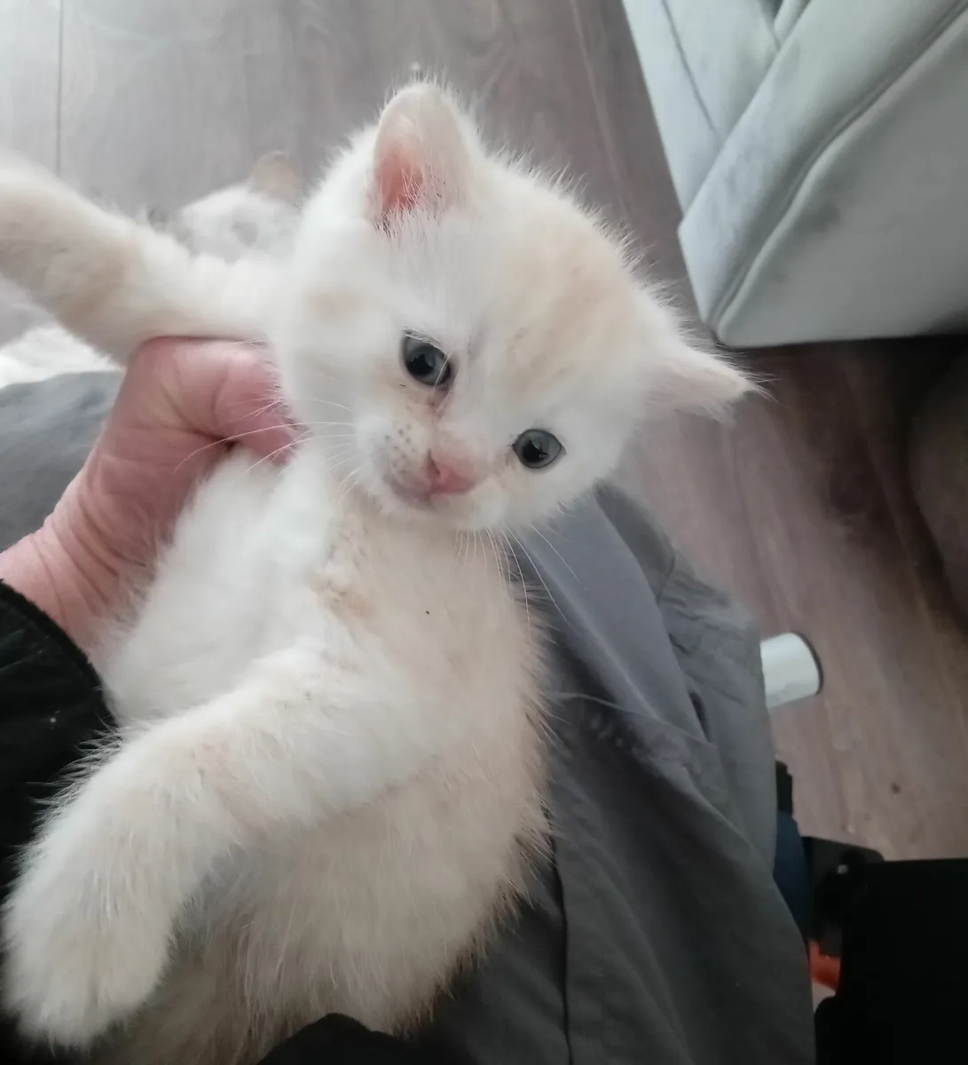 Half Persian Kittens - Image 1