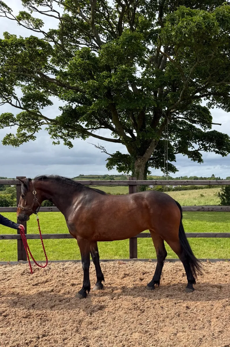 Top class Connemara filly - Image 1
