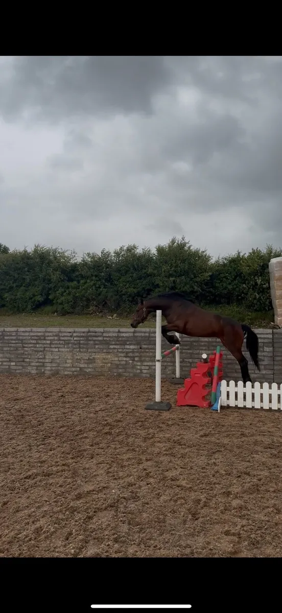Top class Connemara filly - Image 2