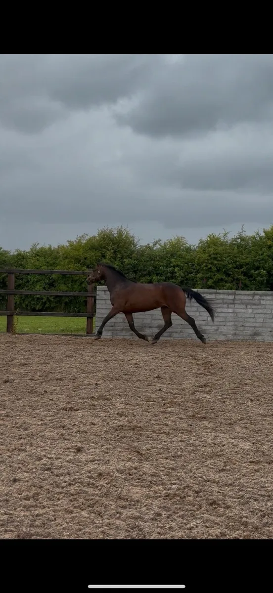 Top class Connemara filly - Image 3