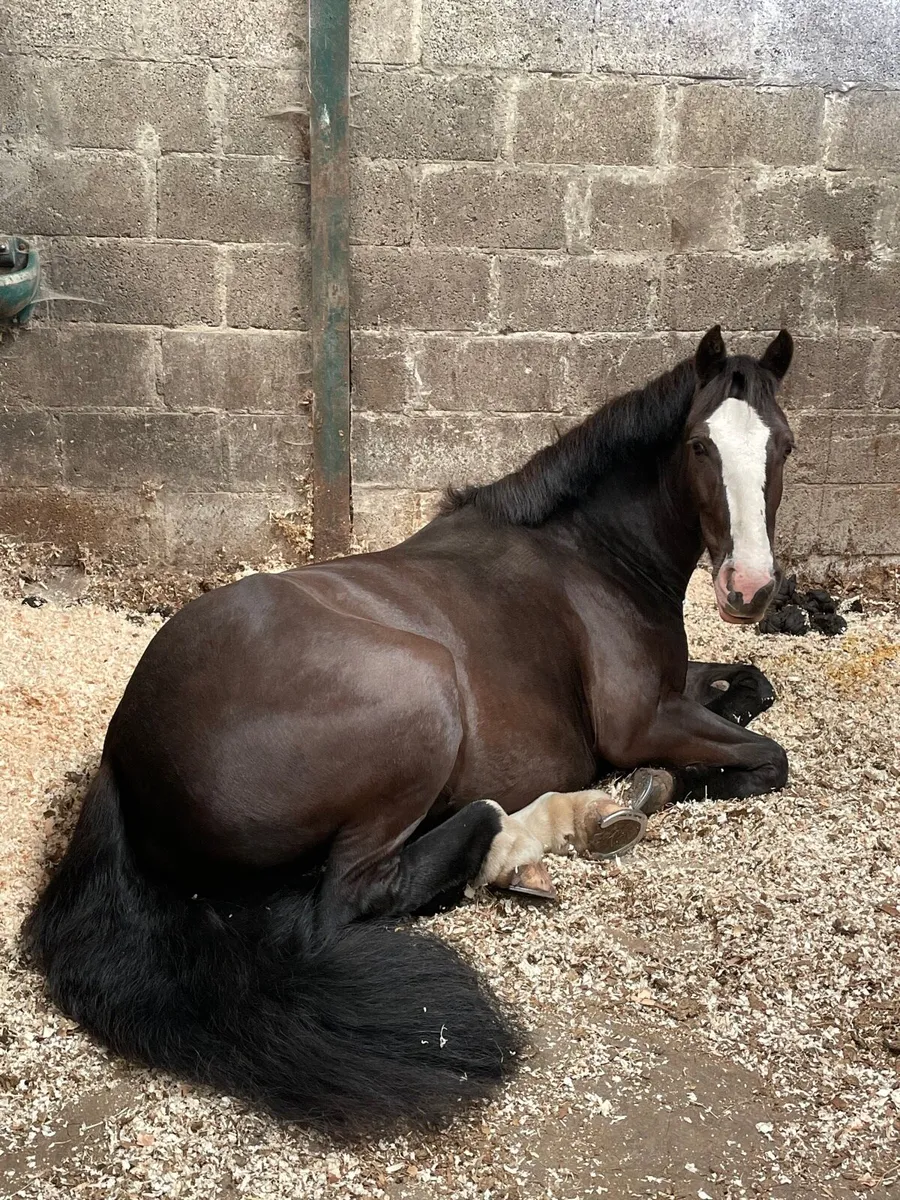 Genuine Black family pony - Image 3