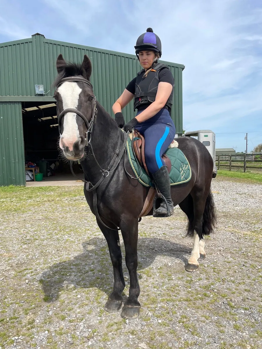 Genuine Black family pony - Image 2