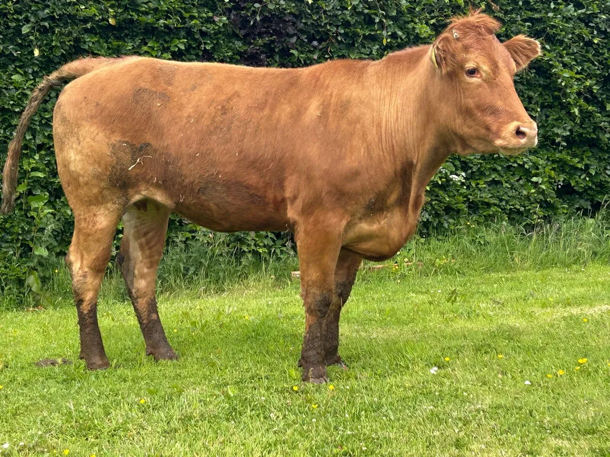 In-Calf Heifer Bred By TVR - Image 1