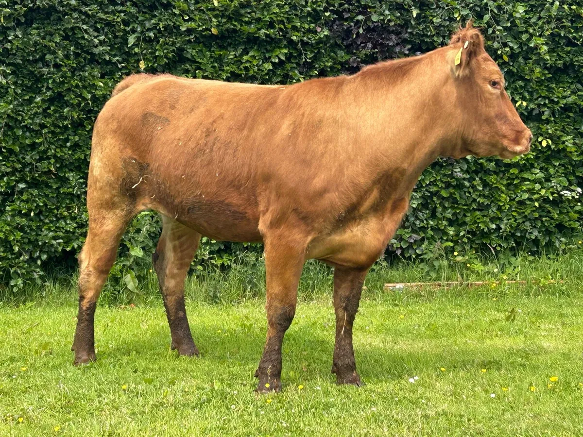 In-Calf Heifer Bred By TVR - Image 2