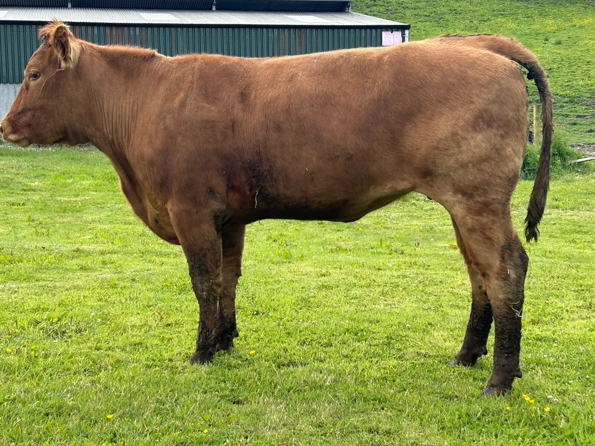 In-Calf Heifer Bred By TVR - Image 3
