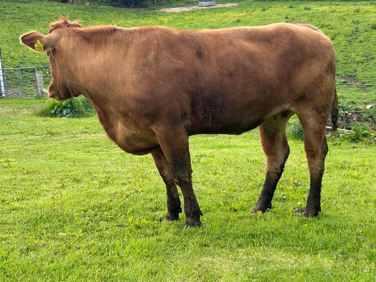 In-Calf Heifer Bred By TVR - Image 4