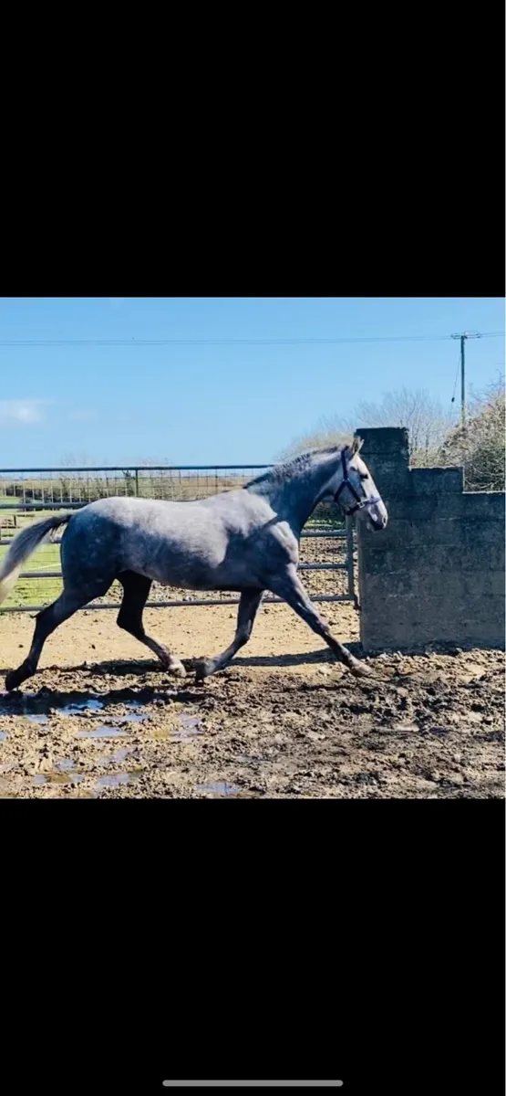 Quality 3yr old - Image 2