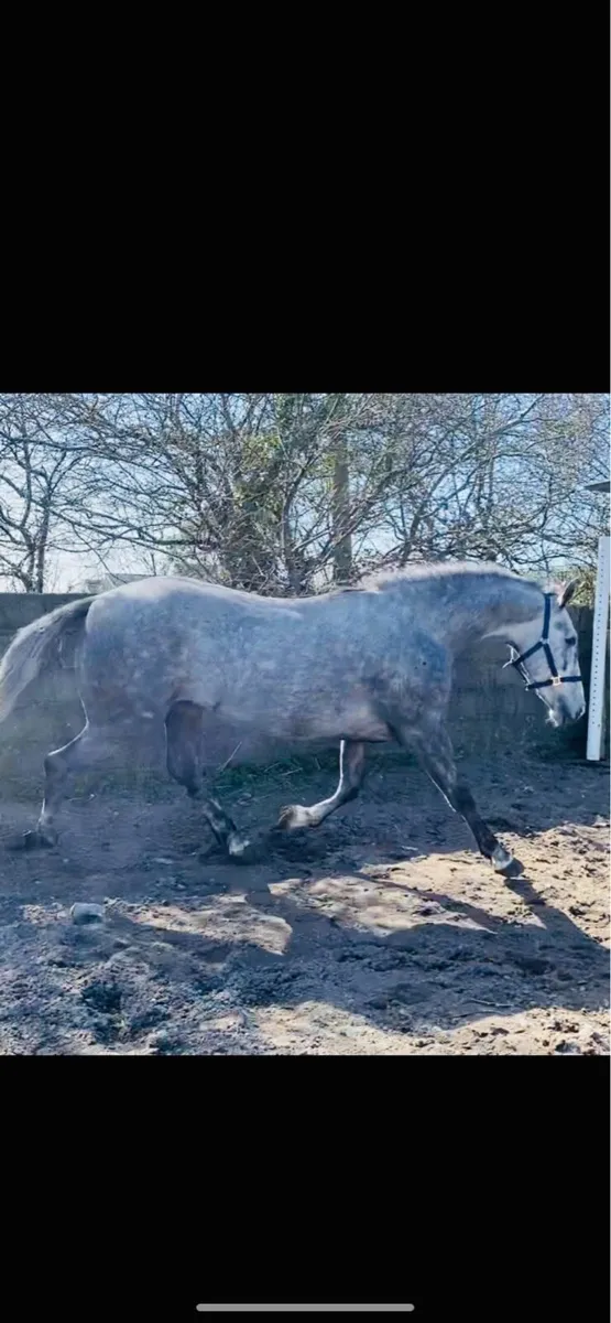 Quality 3yr old - Image 3