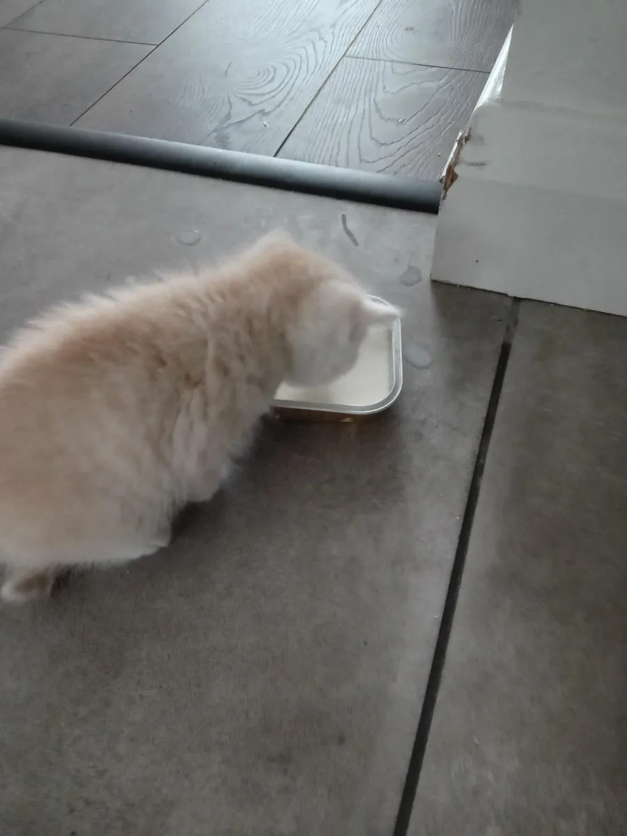 Half Persian Kittens - Image 3