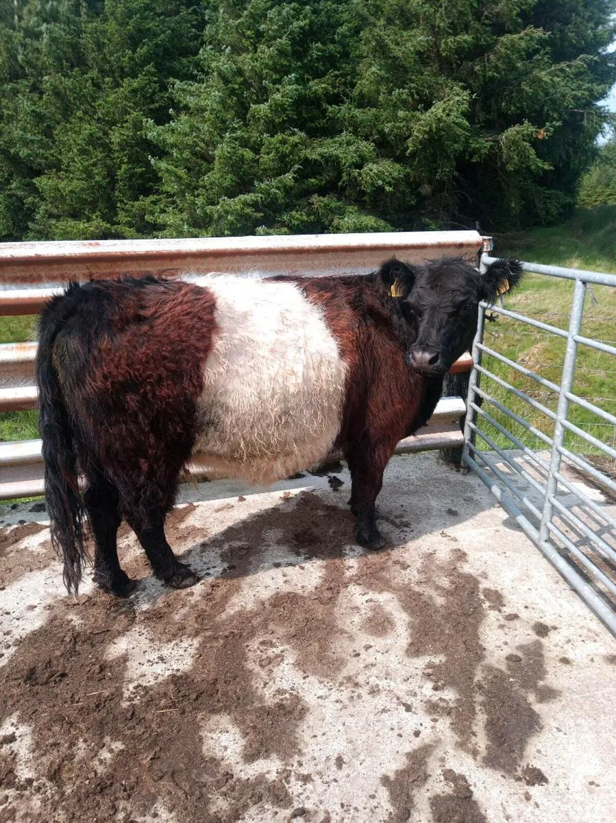 Belted Galloways - Image 1