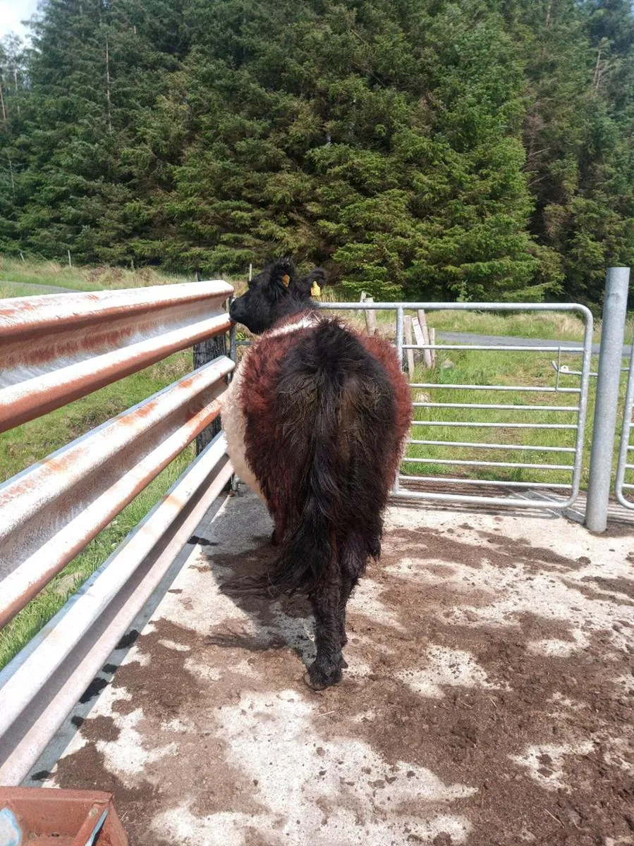 Belted Galloways - Image 4