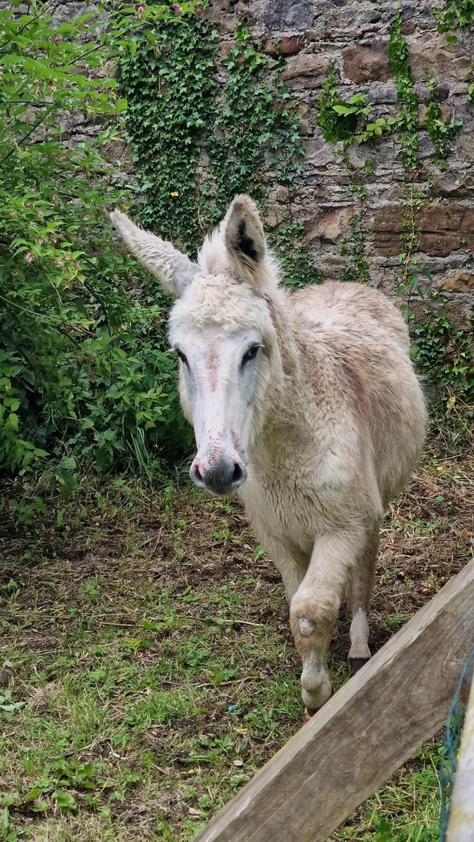 A young female donkey. - Image 1