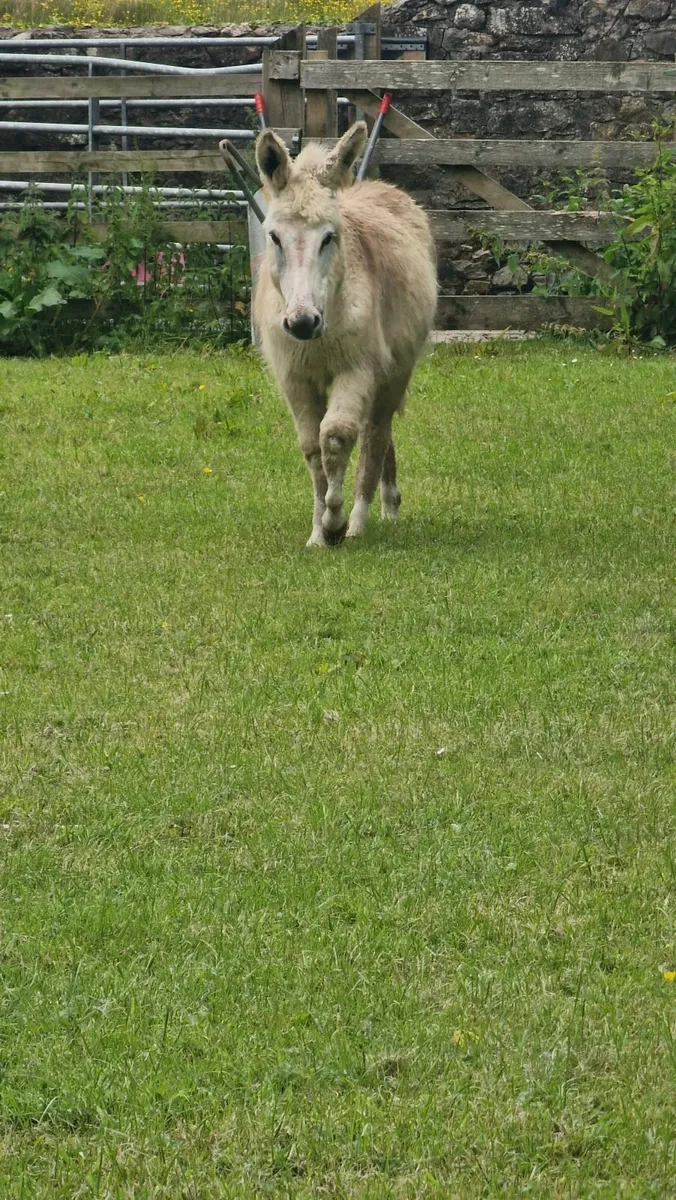 A young female donkey. - Image 2