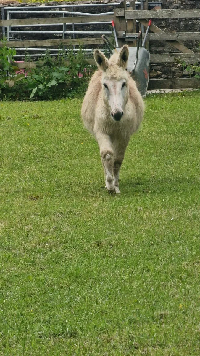 A young female donkey. - Image 3
