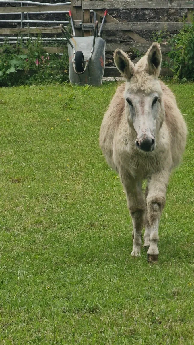A young female donkey. - Image 4