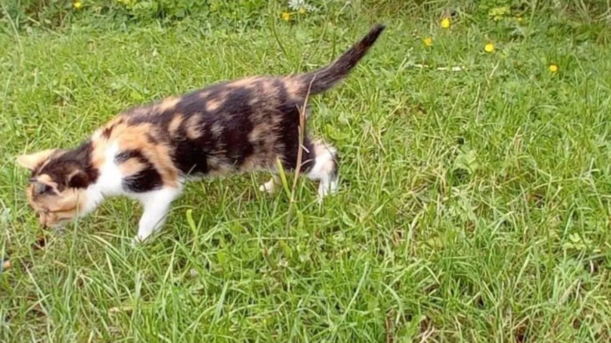 Kitten - Image 3