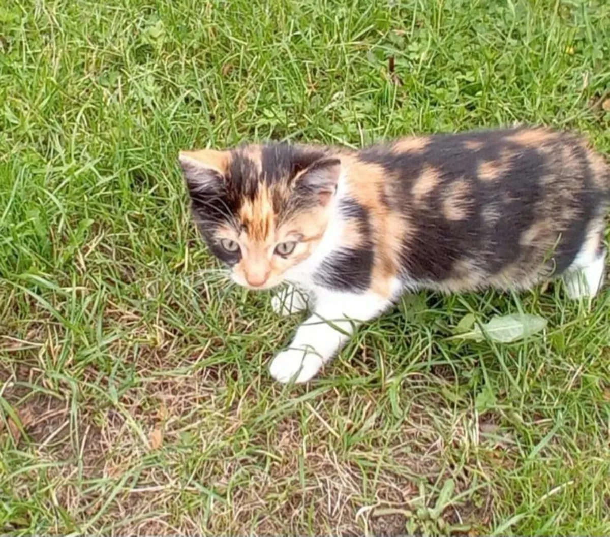 Kitten - Image 1