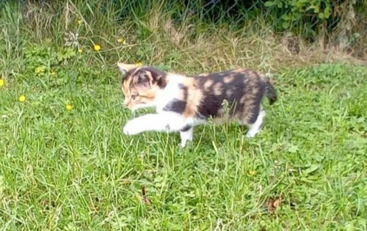 Kitten - Image 2