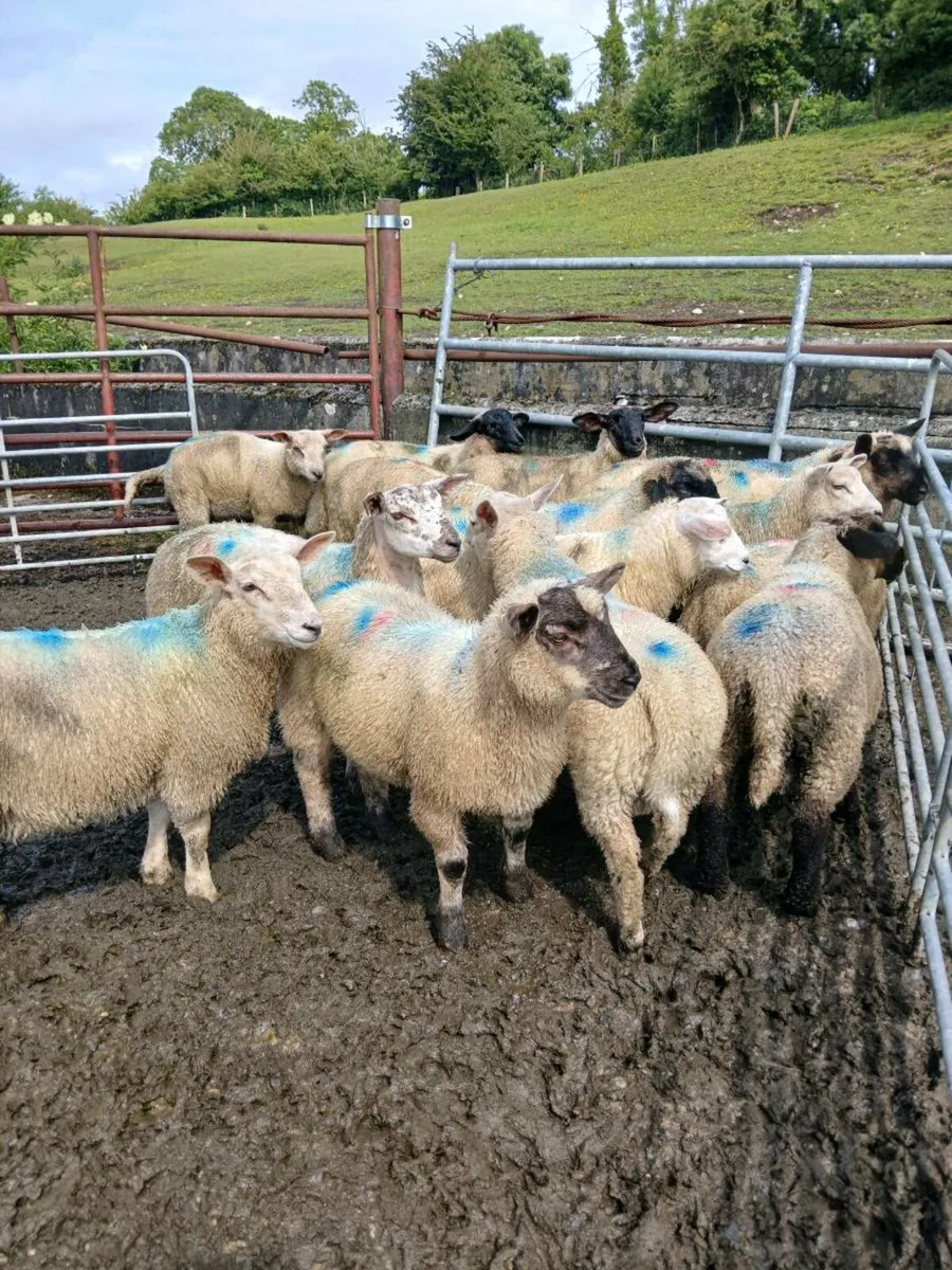 Store lambs - Image 1