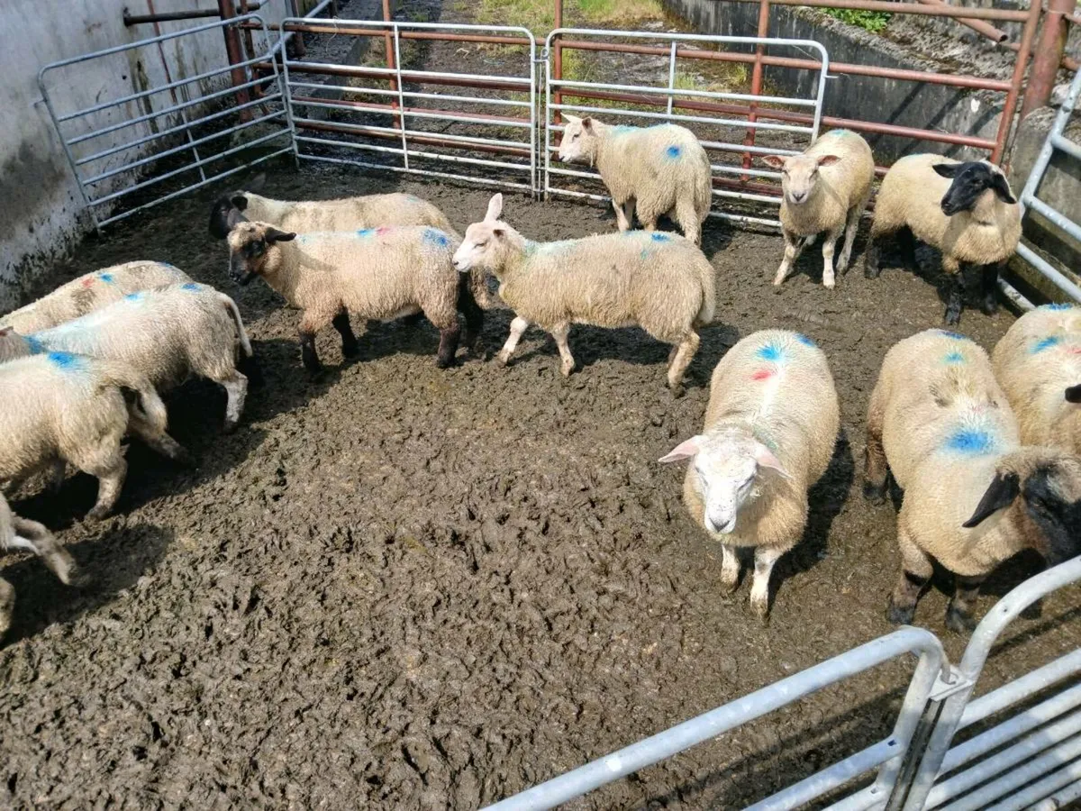 Store lambs - Image 2