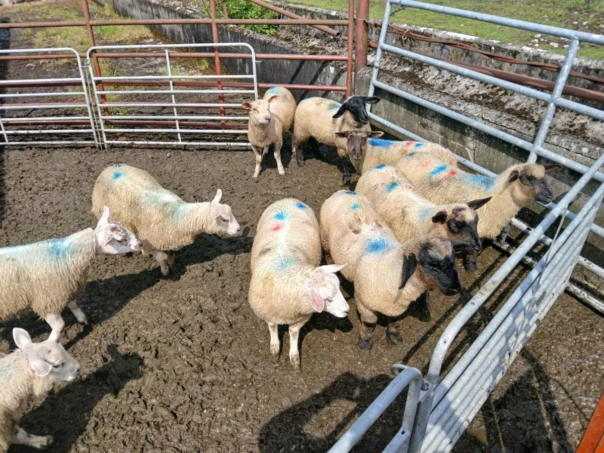 Store lambs - Image 3