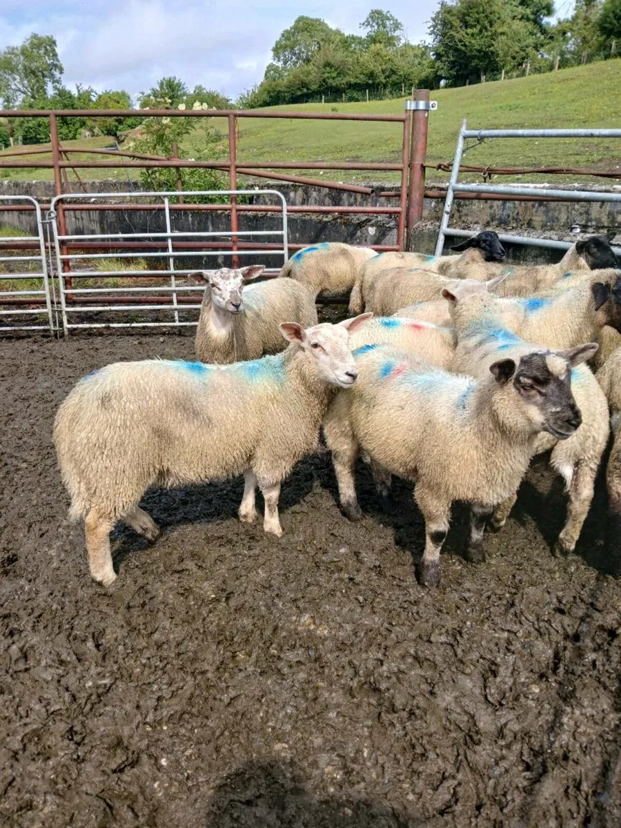 Store lambs - Image 4
