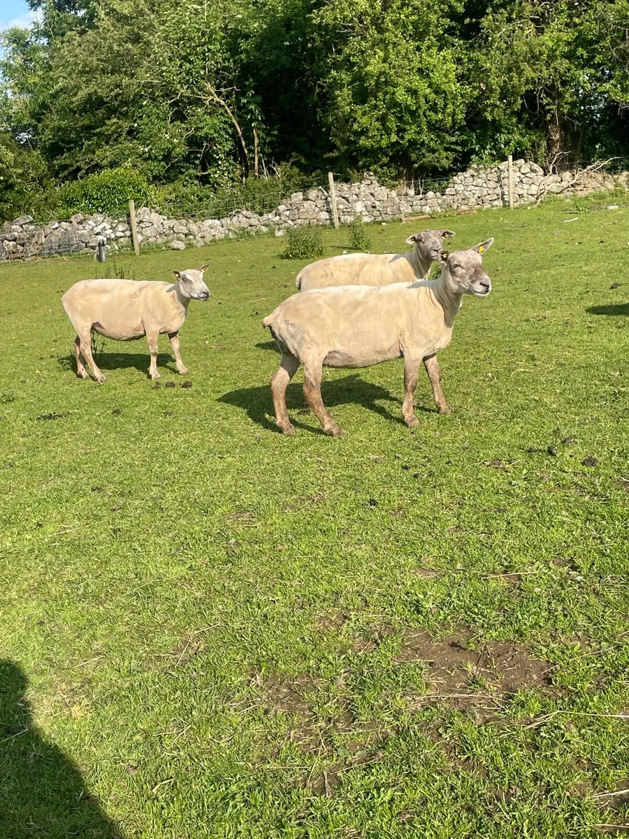12 breeding ewes - Image 1