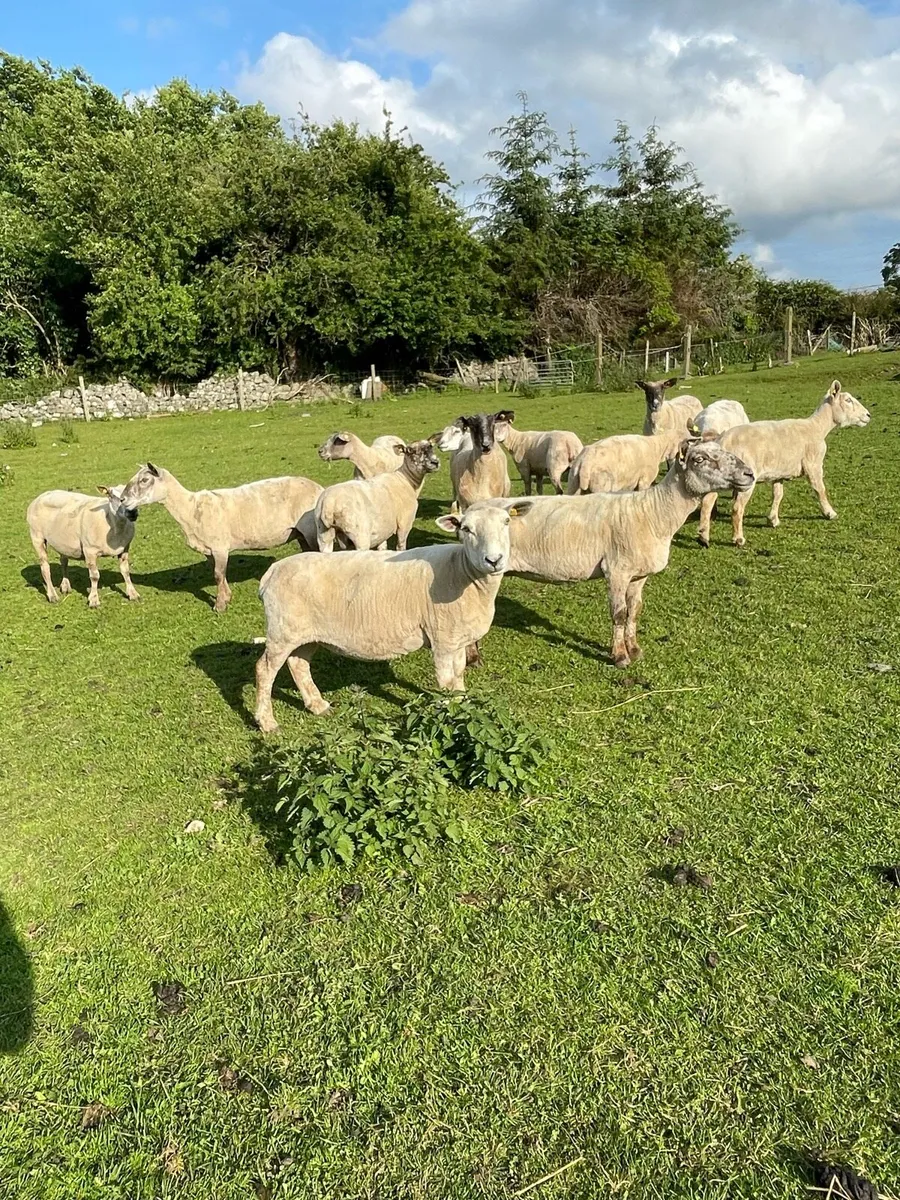 12 breeding ewes - Image 2