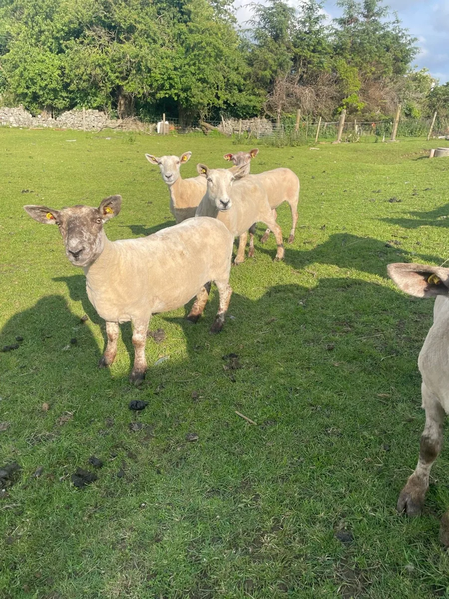 12 breeding ewes - Image 3