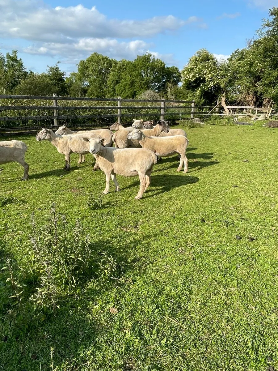 12 breeding ewes - Image 4