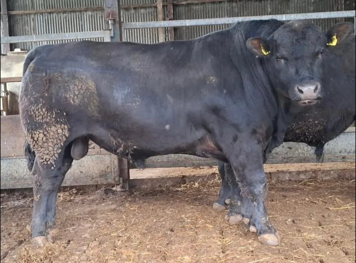 Aberdeen Angus Bulls ready for work