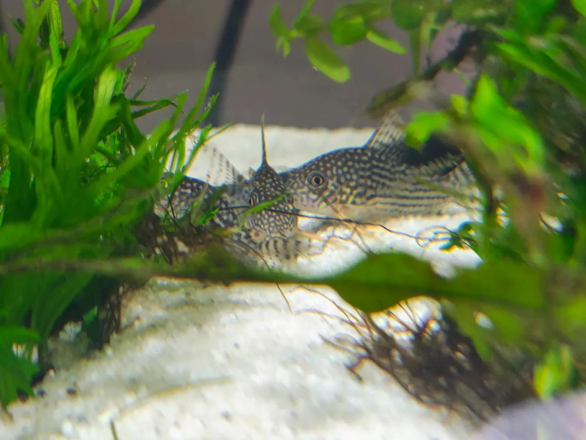 Fish tank - Image 2