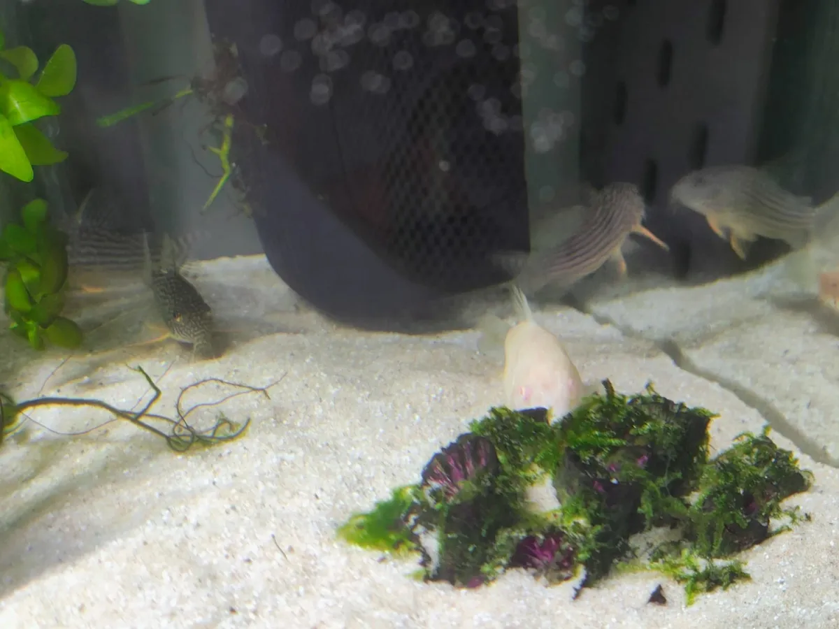 Fish tank - Image 3
