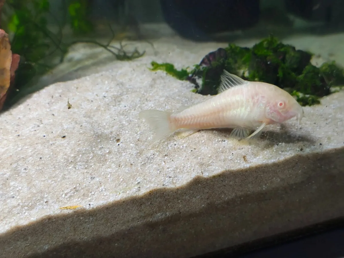 Fish tank - Image 4
