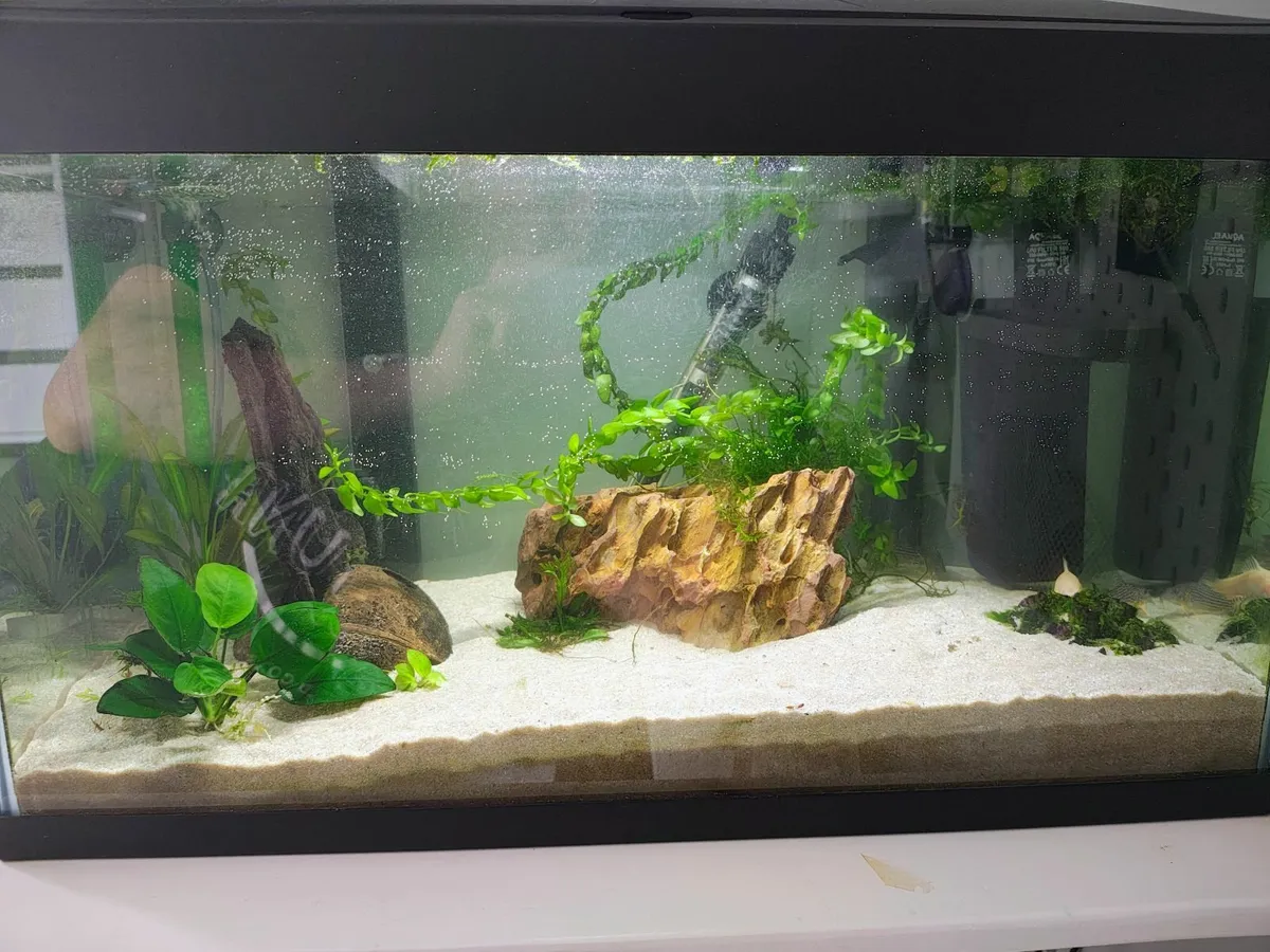 Fish tank - Image 1