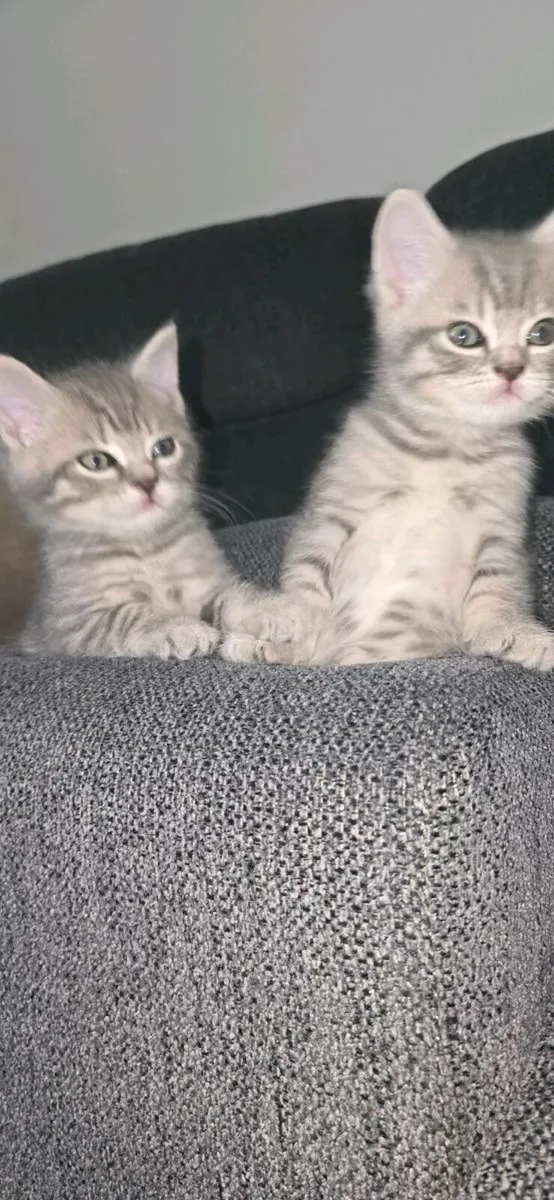 5 kittens 1 big cat - Image 1