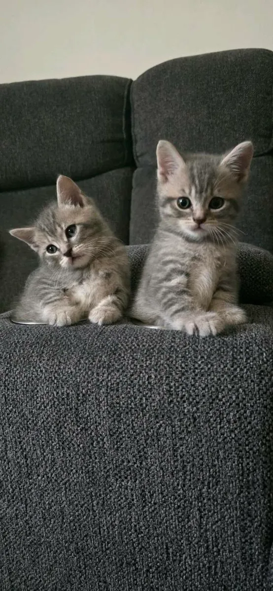 5 kittens 1 big cat - Image 2