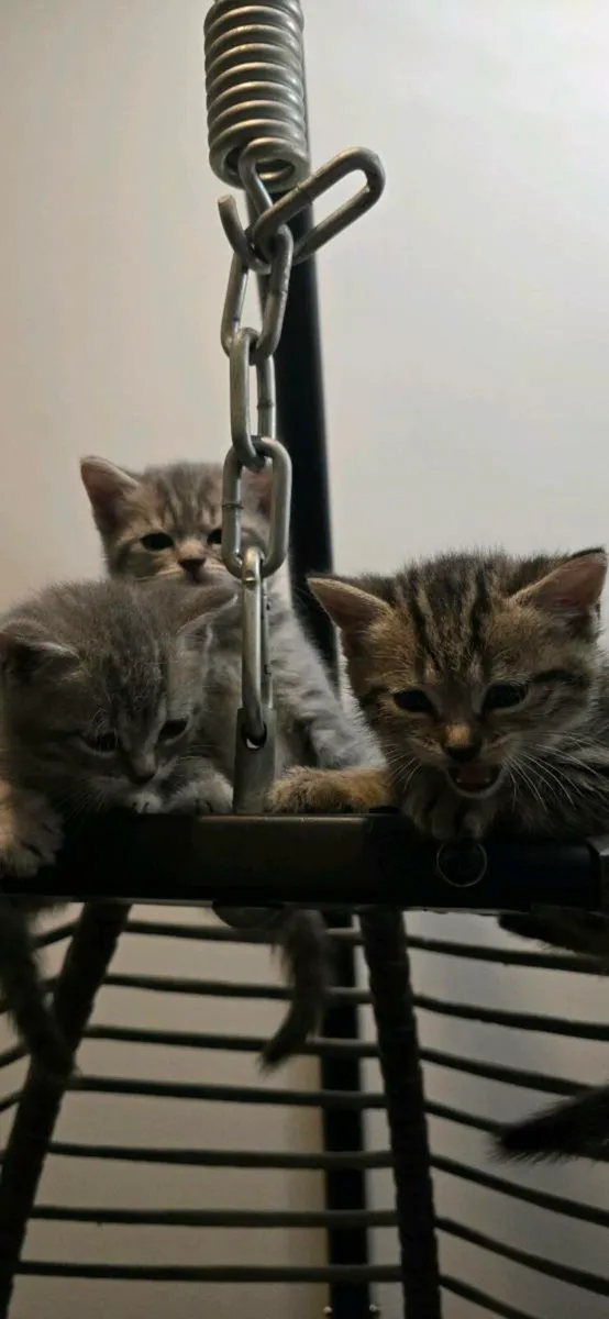 5 kittens 1 big cat - Image 3