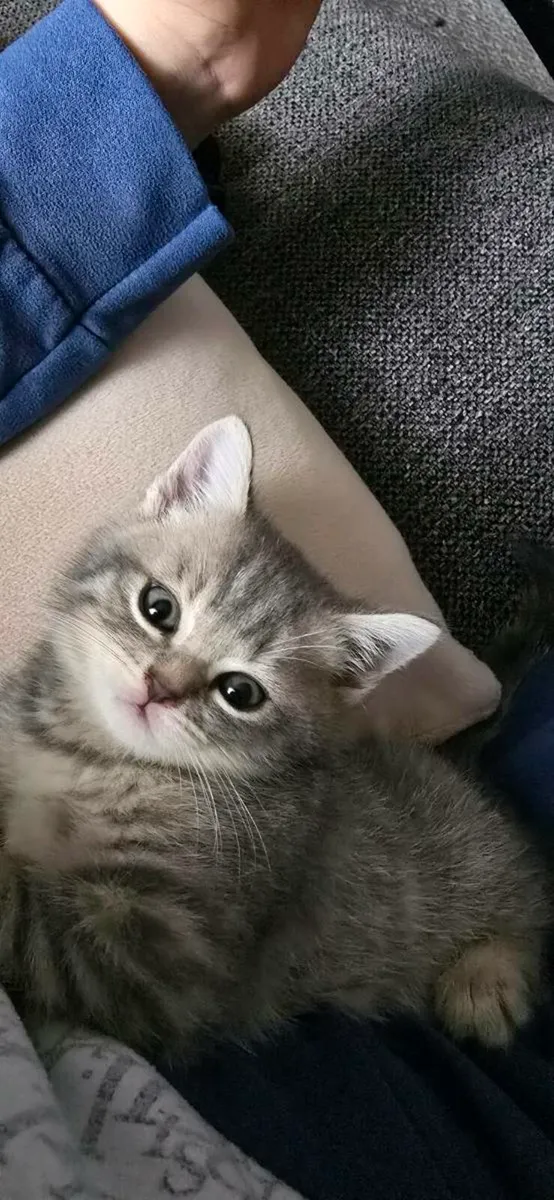 5 kittens 1 big cat - Image 4