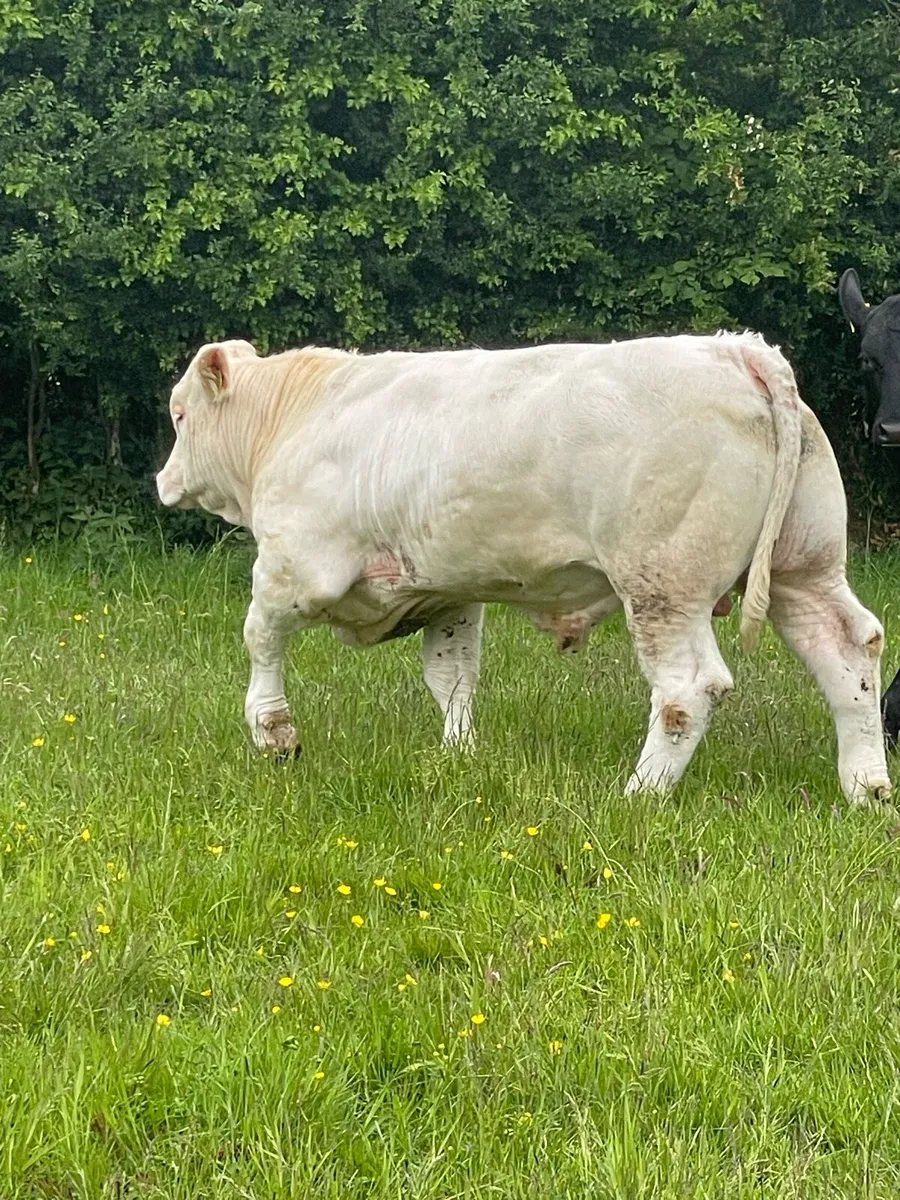 Charolais Bull - Image 1