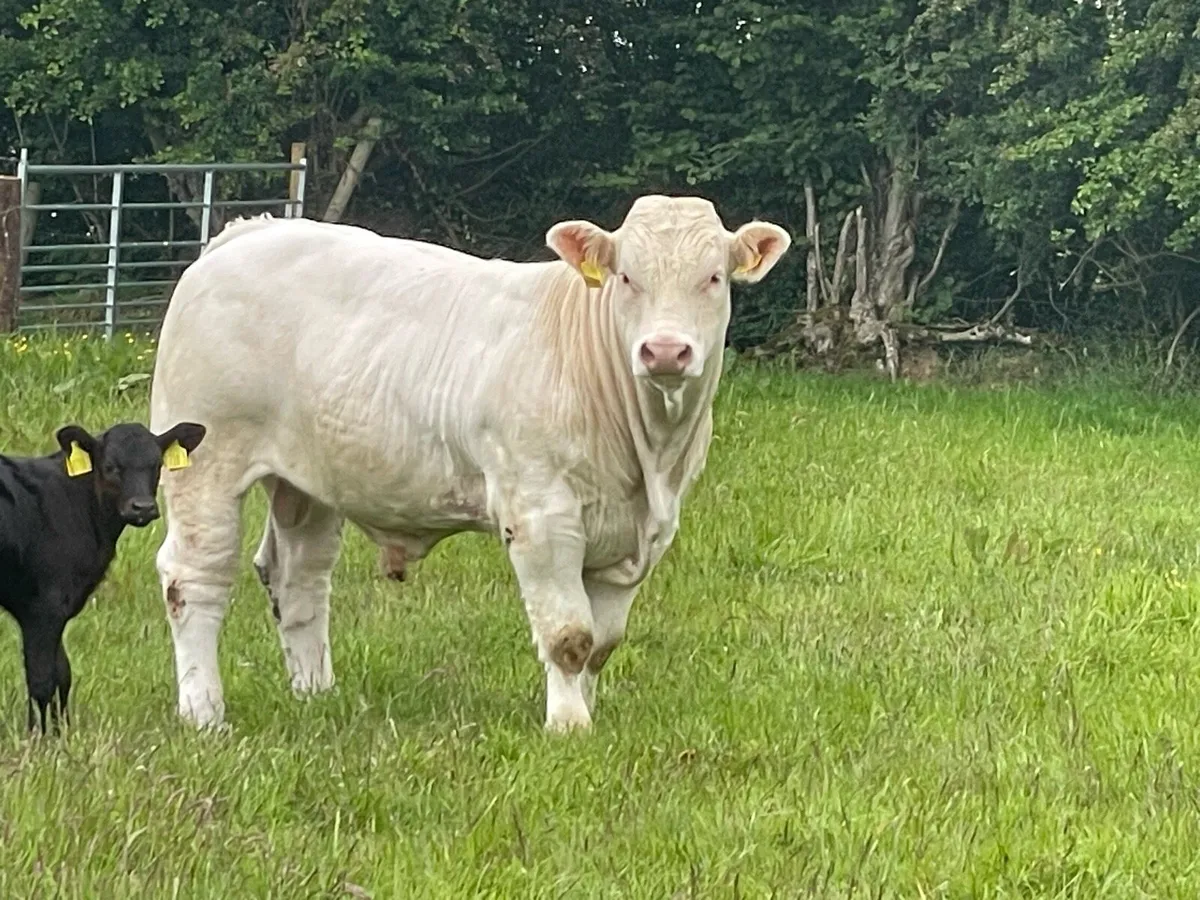 Charolais Bull - Image 2