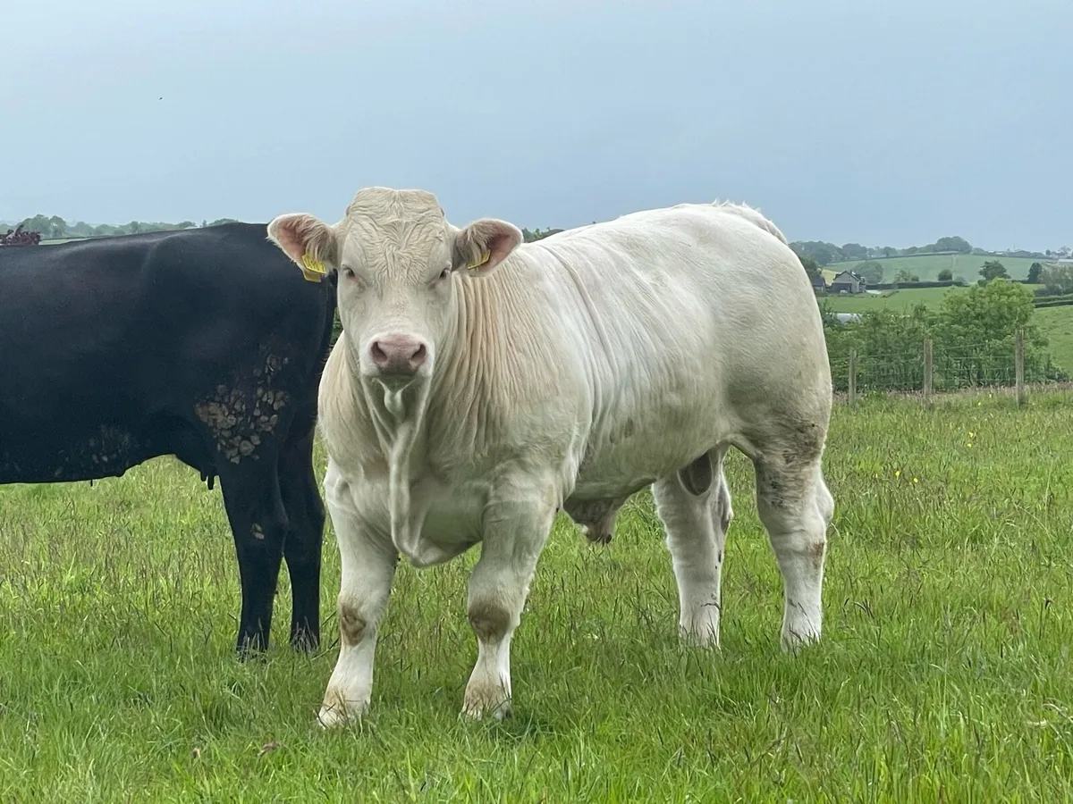 Charolais Bull - Image 3