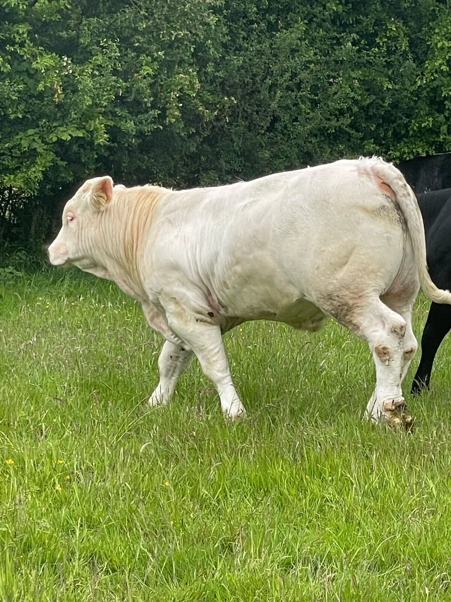 Charolais Bull - Image 4
