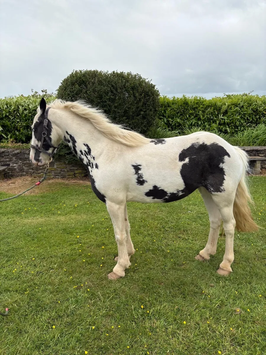 Riding Cob - Image 1