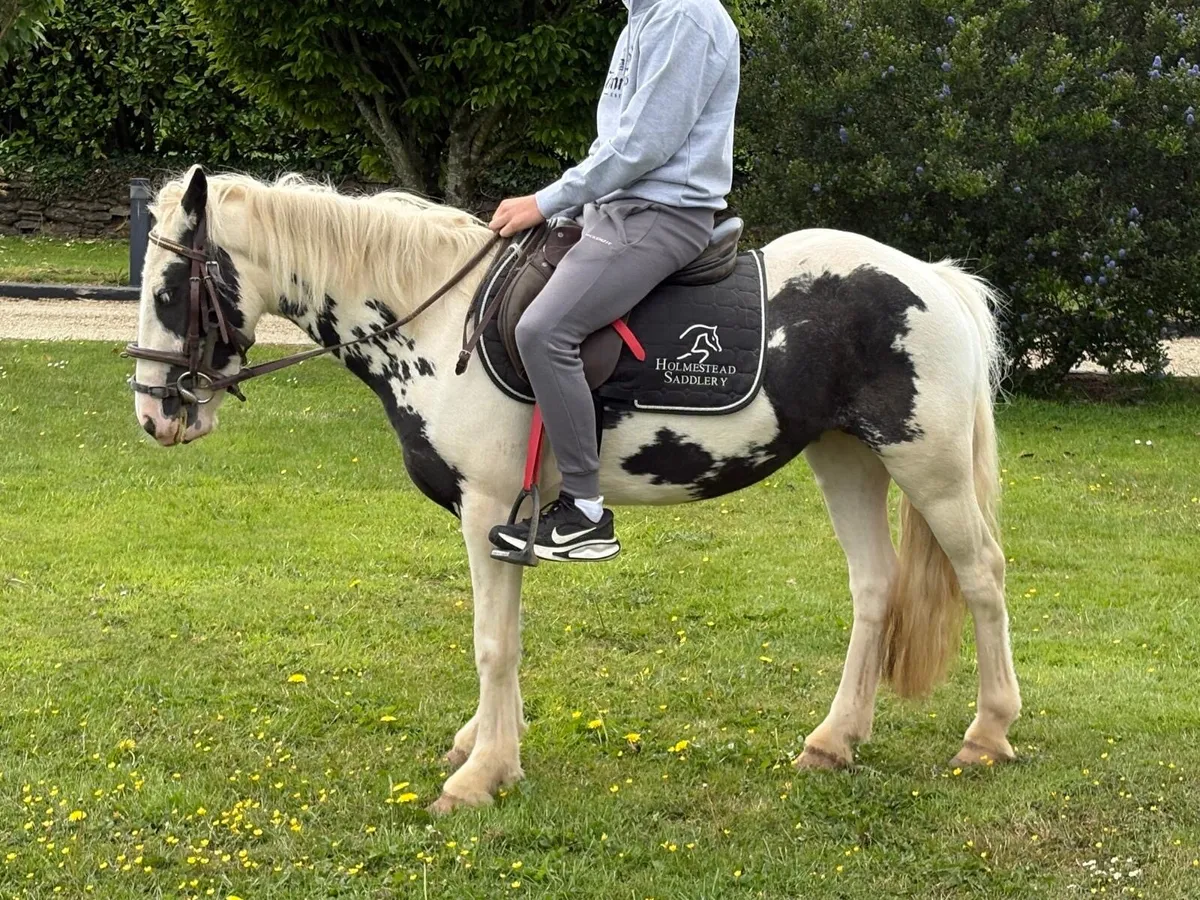 Riding Cob - Image 2