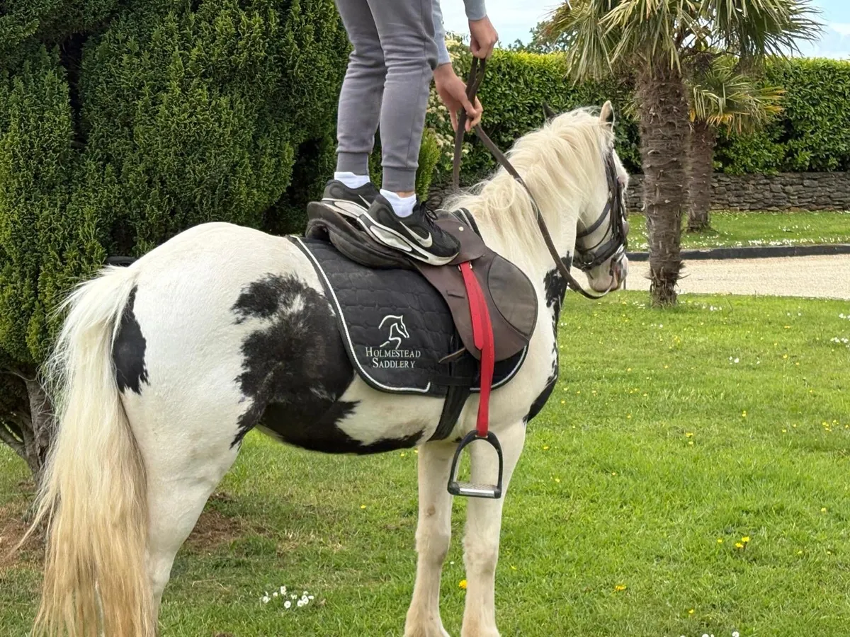 Riding Cob - Image 3